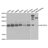 Western blot - HSD17B10 Antibody from Signalway Antibody (32854) - Antibodies.com