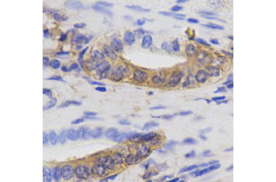 Immunohistochemistry - MAP1LC3A Antibody from Signalway Antibody (32926) - Antibodies.com