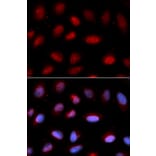 Immunofluorescence - SERPINA6 Antibody from Signalway Antibody (33055) - Antibodies.com