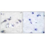Immunohistochemistry - DARPP-32 Antibody from Signalway Antibody (33116) - Antibodies.com