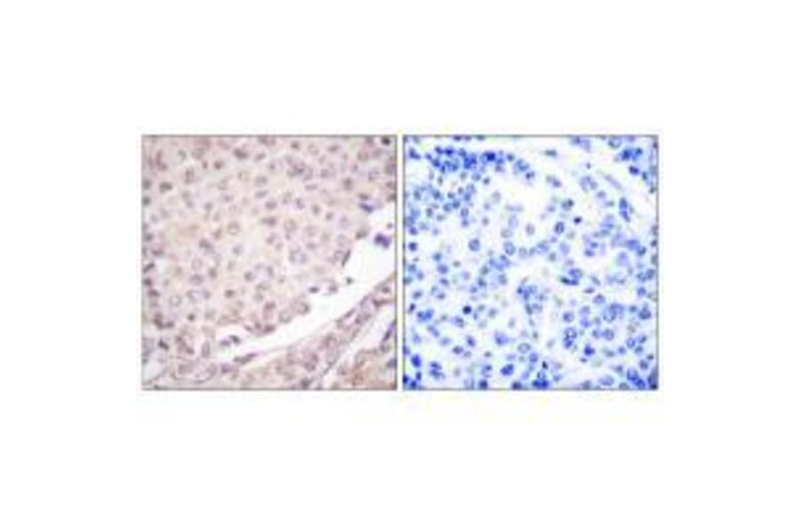 Immunohistochemistry - Cullin 1 Antibody from Signalway Antibody (33347) - Antibodies.com