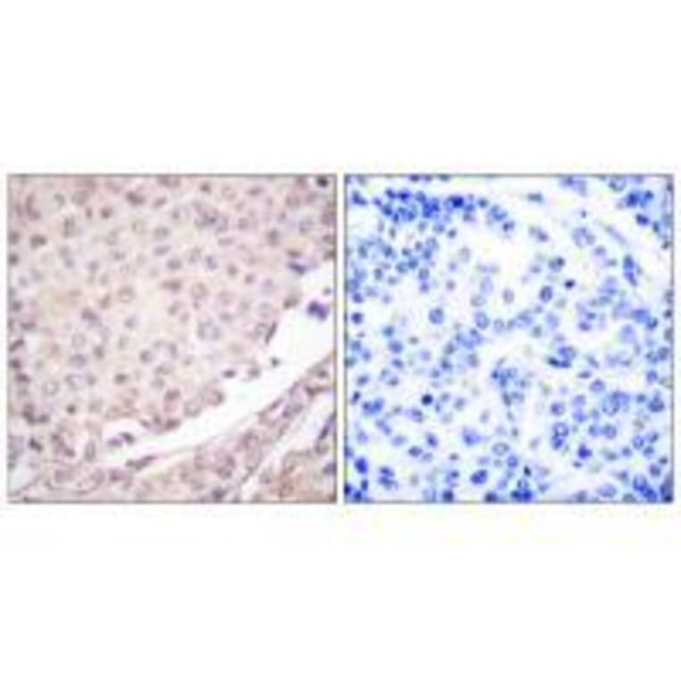 Immunohistochemistry - Cullin 1 Antibody from Signalway Antibody (33347) - Antibodies.com