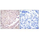 Immunohistochemistry - Cullin 1 Antibody from Signalway Antibody (33347) - Antibodies.com