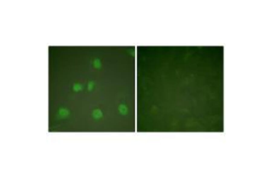 Immunofluorescence - Cullin 1 Antibody from Signalway Antibody (33347) - Antibodies.com