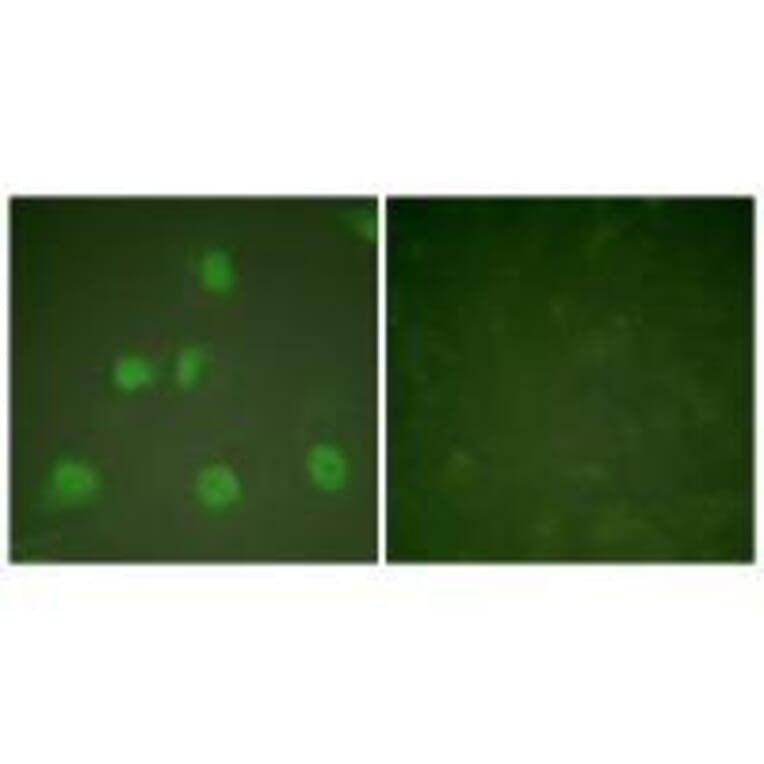 Immunofluorescence - Cullin 1 Antibody from Signalway Antibody (33347) - Antibodies.com