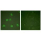 Immunofluorescence - Cullin 1 Antibody from Signalway Antibody (33347) - Antibodies.com