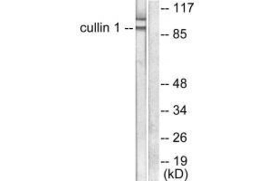 Western blot - Cullin 1 Antibody from Signalway Antibody (33347) - Antibodies.com