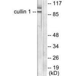 Western blot - Cullin 1 Antibody from Signalway Antibody (33347) - Antibodies.com