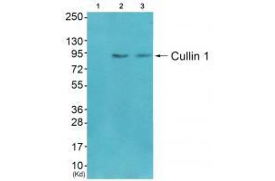 Western blot - Cullin 1 Antibody from Signalway Antibody (33347) - Antibodies.com