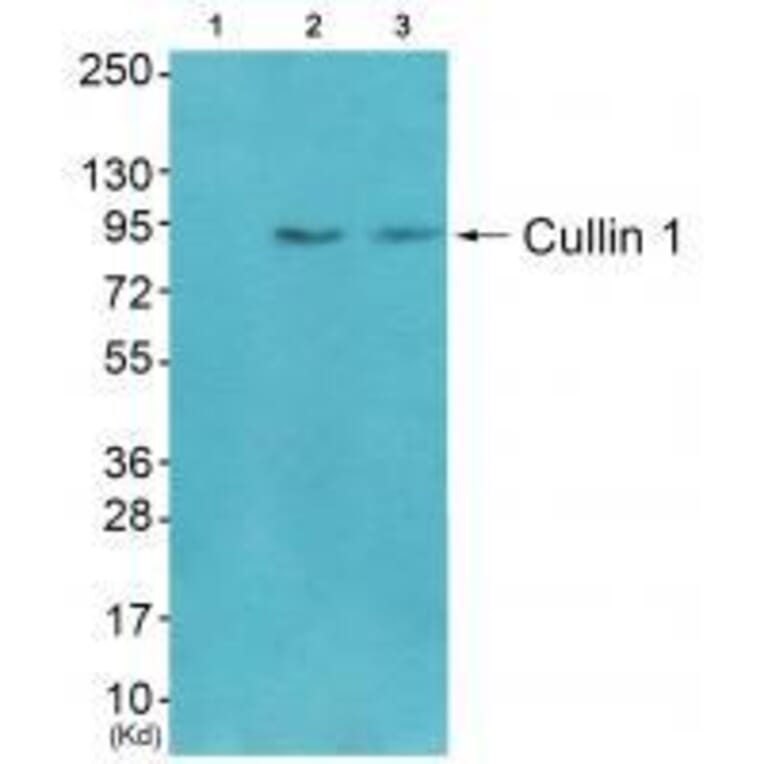 Western blot - Cullin 1 Antibody from Signalway Antibody (33347) - Antibodies.com