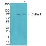Western blot - Cullin 1 Antibody from Signalway Antibody (33347) - Antibodies.com