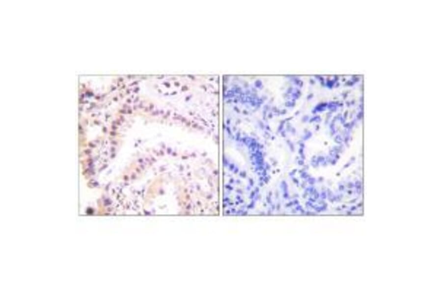 Immunohistochemistry - Cullin 2 Antibody from Signalway Antibody (33348) - Antibodies.com