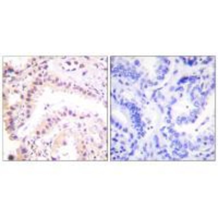 Immunohistochemistry - Cullin 2 Antibody from Signalway Antibody (33348) - Antibodies.com