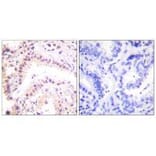 Immunohistochemistry - Cullin 2 Antibody from Signalway Antibody (33348) - Antibodies.com