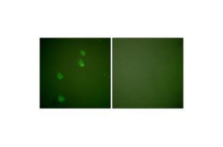 Immunofluorescence - Cullin 2 Antibody from Signalway Antibody (33348) - Antibodies.com