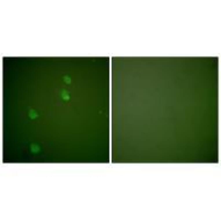 Immunofluorescence - Cullin 2 Antibody from Signalway Antibody (33348) - Antibodies.com