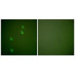 Immunofluorescence - Cullin 2 Antibody from Signalway Antibody (33348) - Antibodies.com