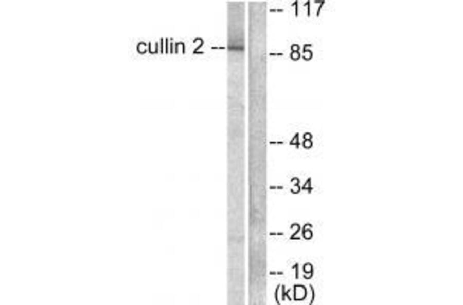 Western blot - Cullin 2 Antibody from Signalway Antibody (33348) - Antibodies.com