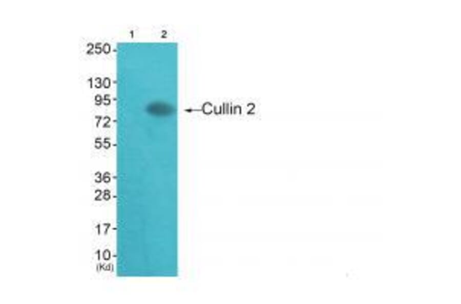 Western blot - Cullin 2 Antibody from Signalway Antibody (33348) - Antibodies.com
