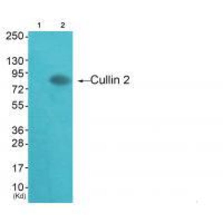 Western blot - Cullin 2 Antibody from Signalway Antibody (33348) - Antibodies.com