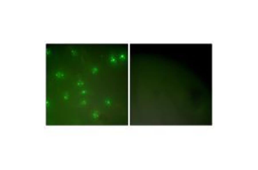 Immunofluorescence - Cyclin A Antibody from Signalway Antibody (33349) - Antibodies.com