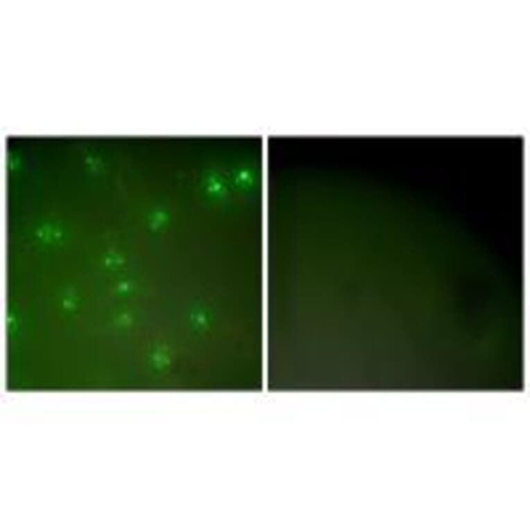 Immunofluorescence - Cyclin A Antibody from Signalway Antibody (33349) - Antibodies.com