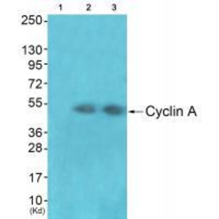 Western blot - Cyclin A Antibody from Signalway Antibody (33349) - Antibodies.com