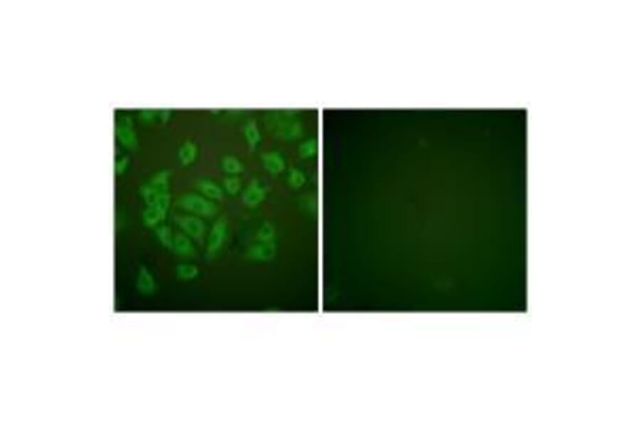 Immunofluorescence - Stefin A Antibody from Signalway Antibody (33489) - Antibodies.com