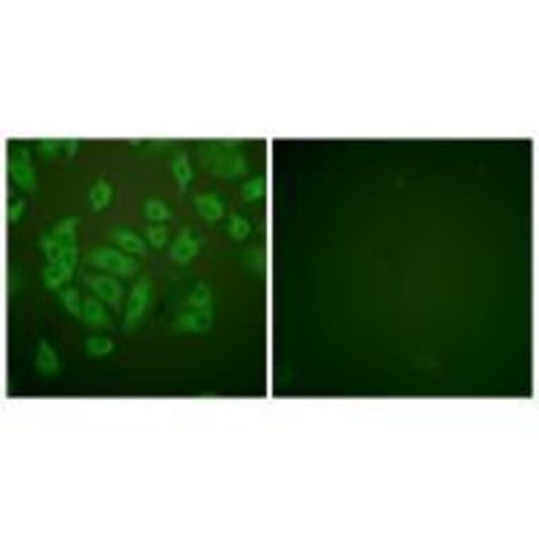 Immunofluorescence - Stefin A Antibody from Signalway Antibody (33489) - Antibodies.com