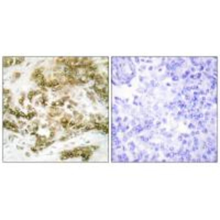Immunohistochemistry - TBX15/18 Antibody from Signalway Antibody (33639) - Antibodies.com