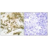 Immunohistochemistry - TBX15/18 Antibody from Signalway Antibody (33639) - Antibodies.com