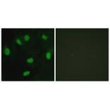 Immunofluorescence - TBX15/18 Antibody from Signalway Antibody (33639) - Antibodies.com