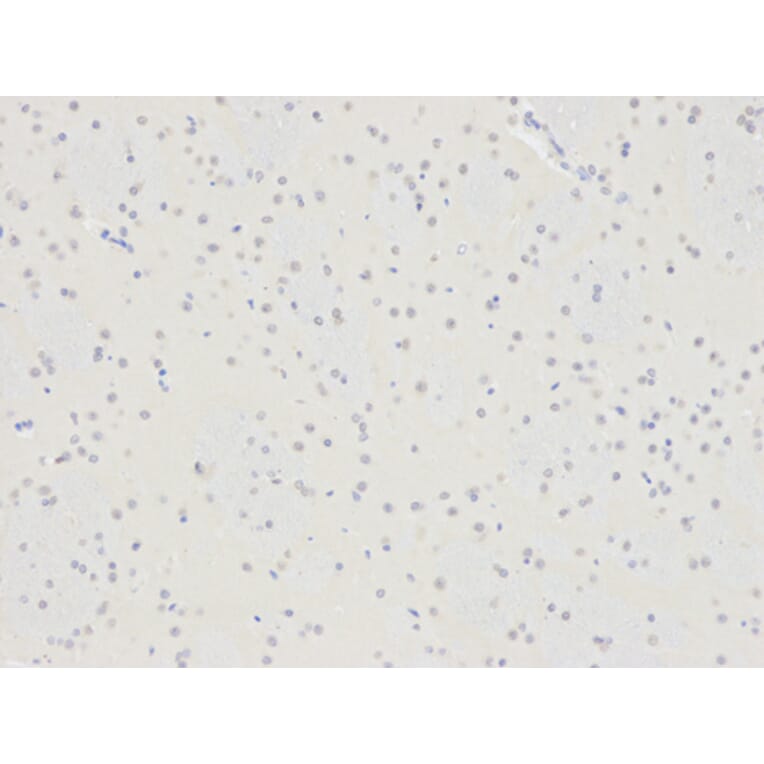 Immunohistochemistry - SELENBP1 antibody from Signalway Antibody (38221) - Antibodies.com