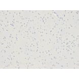 Immunohistochemistry - SELENBP1 antibody from Signalway Antibody (38221) - Antibodies.com