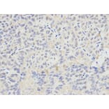 Immunohistochemistry - SELENBP1 antibody from Signalway Antibody (38221) - Antibodies.com