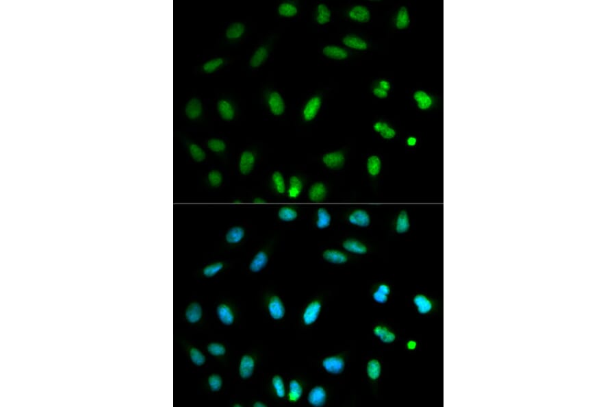 Immunofluorescence - SELENBP1 antibody from Signalway Antibody (38221) - Antibodies.com
