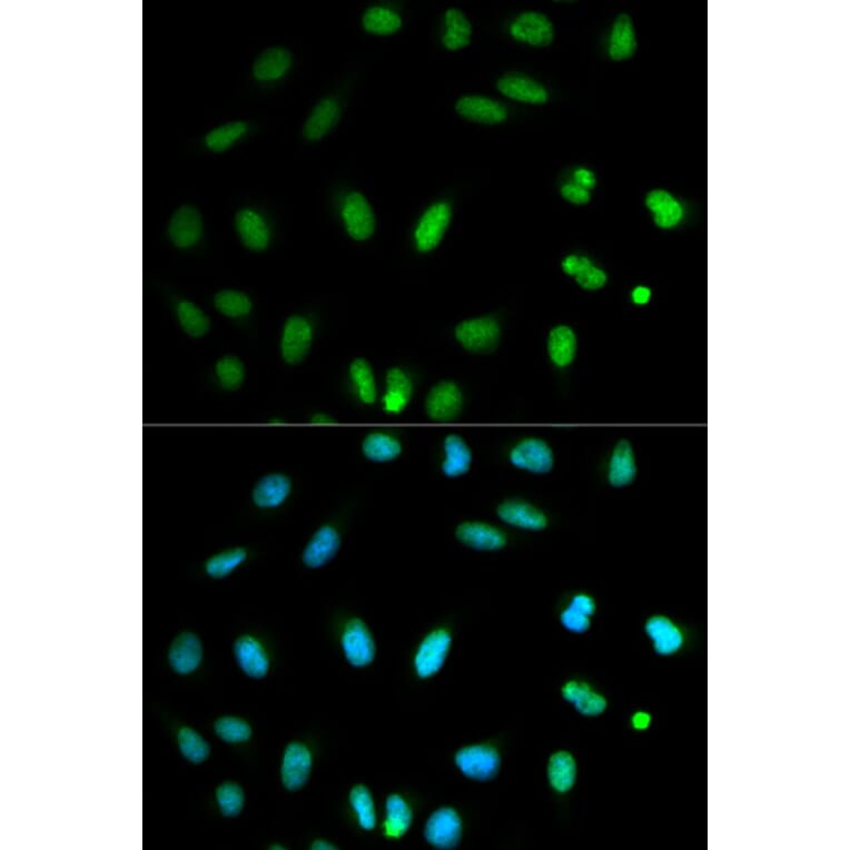 Immunofluorescence - SELENBP1 antibody from Signalway Antibody (38221) - Antibodies.com
