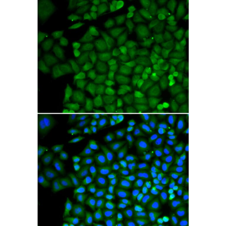 Immunofluorescence - SELENBP1 antibody from Signalway Antibody (38221) - Antibodies.com