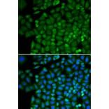 Immunofluorescence - SELENBP1 antibody from Signalway Antibody (38221) - Antibodies.com
