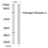 Western blot - Estrogen Receptor-a (Ab-167) Antibody from Signalway Antibody (21068) - Antibodies.com