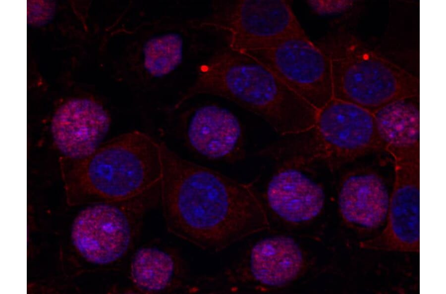 Immunofluorescence - Estrogen Receptor-a (Ab-167) Antibody from Signalway Antibody (21068) - Antibodies.com
