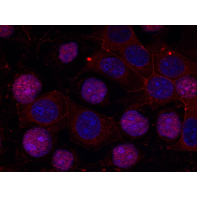 Immunofluorescence - Estrogen Receptor-a (Ab-167) Antibody from Signalway Antibody (21068) - Antibodies.com