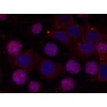 Immunofluorescence - Estrogen Receptor-a (Ab-167) Antibody from Signalway Antibody (21068) - Antibodies.com