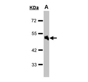 Alpha-1A adrenergic receptor antibody from Signalway Antibody (22610) - Antibodies.com