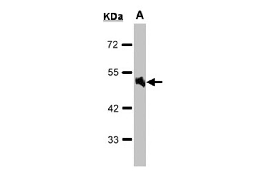 Alpha-1A adrenergic receptor antibody from Signalway Antibody (22610) - Antibodies.com