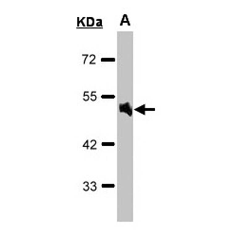 Alpha-1A adrenergic receptor antibody from Signalway Antibody (22610) - Antibodies.com