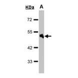 Alpha-1A adrenergic receptor antibody from Signalway Antibody (22610) - Antibodies.com