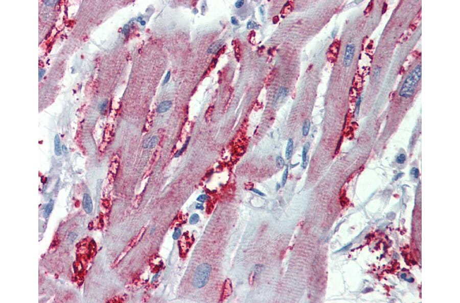 Immunohistochemistry - Alpha-1A adrenergic receptor antibody from Signalway Antibody (22610) - Antibodies.com
