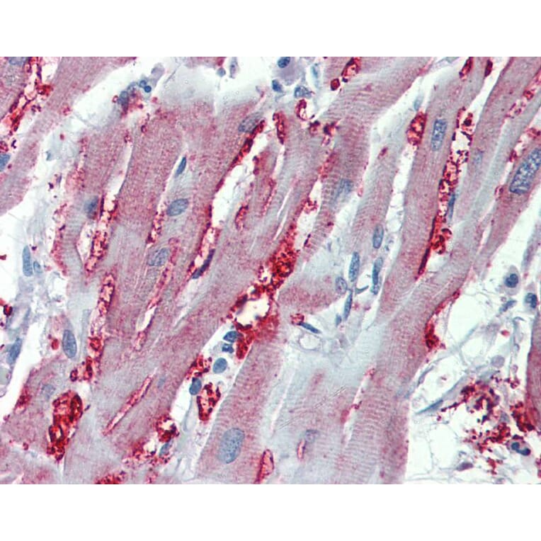 Immunohistochemistry - Alpha-1A adrenergic receptor antibody from Signalway Antibody (22610) - Antibodies.com