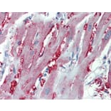 Immunohistochemistry - Alpha-1A adrenergic receptor antibody from Signalway Antibody (22610) - Antibodies.com